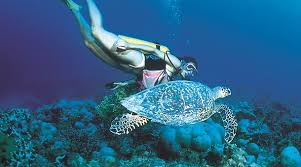 Resultado de imagem para fauna das ILHAS SEYCHELLES FOTOS