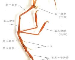 ワレカラの画像