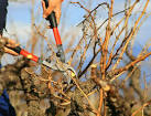 Entretien et taille de la vigne (Fiches conseils) - Plantes et Jardins