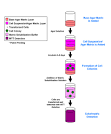 In vitro assays