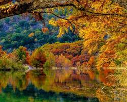 Image of fall leaves in Texas