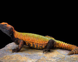 Lagarto-de-cauda-espinhosa