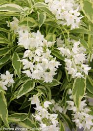 Image result for monrovia green pot