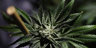Resultado de imagen de Legalization