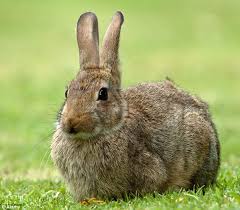 Image result for RABBIT