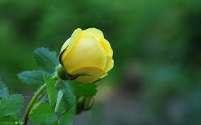 Image result for images of rose hd yellow.