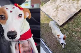 Em feira de adoção, cachorrinha linda é a primeira a ser adotada - mas a notícia ao final do dia parte seu coração