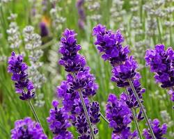 Image of Lavender flower