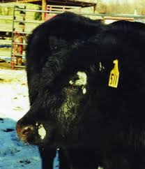 Image result for "ringworm in cattle"