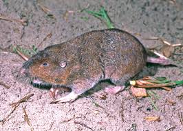 Image result for pocket gophers