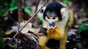 Image result for MONKEYS