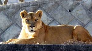 lion