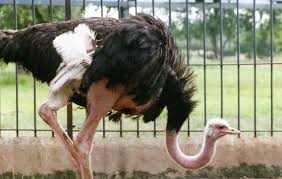 Image result for ostrich bird