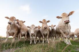 News source: France 3 Régions