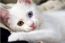 Image result for imagens de gatos fofos