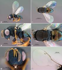 Resultado de imagem para fig wasps in florida