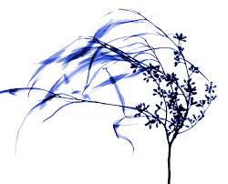 Rsultat de recherche d'images pour "image branche de fleur"