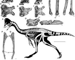 Image of Fossil Treasures, Southern California