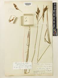 Image result for Carex gmelinii