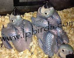 Image result for baby macaw parrot for sale