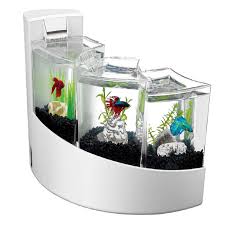 Image result for betta fish tank