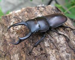 コクワガタの画像