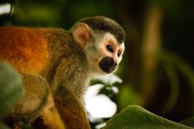Image result for MONKEYS