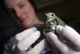 Image result for tumblr wildlife rehabilitator