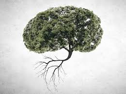 tree in brain에 대한 이미지 검색결과