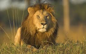 Image result for calabar carnival 2015