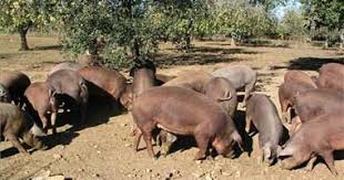 Resultado de imagen para ganado porcino