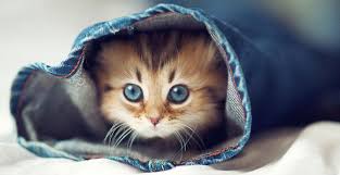 Résultat de recherche d'images pour