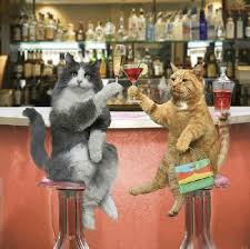 Bildergebnis für Katzen machen yoga animierte bilder lustig