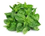 Basil: Health Benefits and Nutritional Information - Medical News