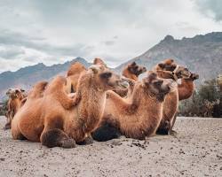 Nubra Valley is famous for its Hunder sand dunes and the rare double-humped Bactrian camels, a legacy of the ancient Silk Road., AI generated