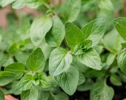 Oregano herb