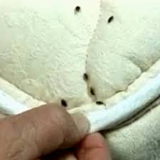 Image result for BED BUGS CONTROL