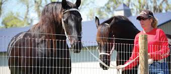 Image result for non climb fence