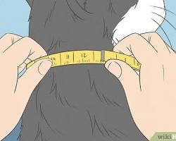 person measuring a cat's neck for a collarの画像