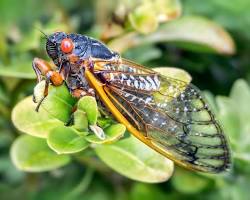 Image of cicada