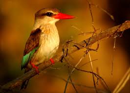 Image result for brown hooded kingfisher