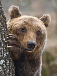 Image result for abruzzo bears