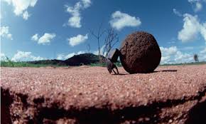 Image result for dung beetle