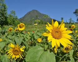 Gambar Taman Bunga Matahari