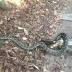 'You could hear the cracks': Snake eats possum