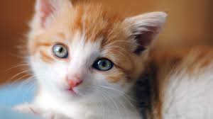 Image result for cute cat images hd