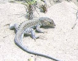 Resultado de imagen de fauna de la comunidad valenciana