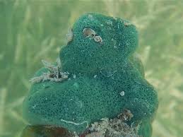 Image result for Amphimedon viridis