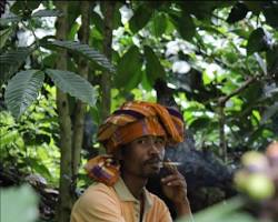Gambar traditional Toraja coffee ceremony