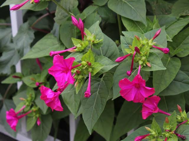 Mirabilis jalapa